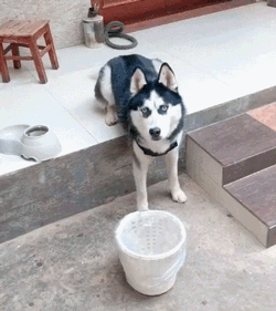 出差一个月迫不及待的回家，可二哈这个表情...有点慌！-1.gif