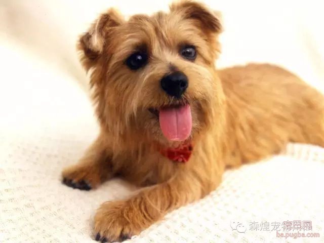 在室内或室外饲养狗狗需要注意什么-1.jpeg