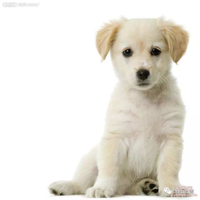 狗狗腹泻呕吐的原因与治疗方法-5.jpeg