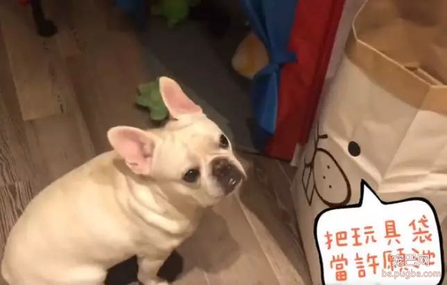 法斗感觉到有地震，第一动作居然是冲进房间，然后…-3.jpg