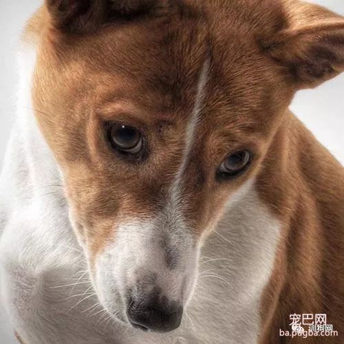 当主人训示狗狗，而它却避开你的眼神，说明了什么-1.jpeg