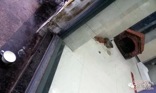 流浪狗即将生产，只能躲进银行ATM，引发众多市民前来帮助！-3.jpeg