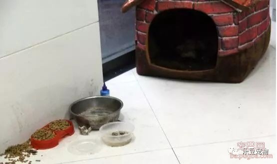 流浪狗即将生产，只能躲进银行ATM，引发众多市民前来帮助！-5.jpeg