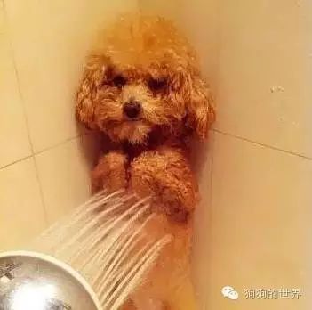 狗狗身上有异味 怎么去除狗狗身上的味道-1.jpeg