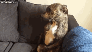 狗狗犯错后的反应...一定有你家的！-2.gif