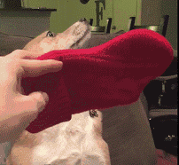 狗狗犯错后的反应...一定有你家的！-3.gif