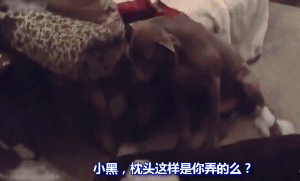 狗狗犯错后的反应...一定有你家的！-6.gif