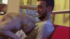 狗狗犯错后的反应...一定有你家的！-5.gif