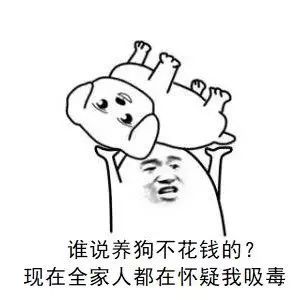 领养一定更伟大？购买一定更高贵？-4.jpeg