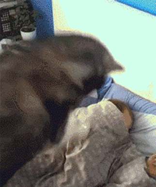 狗狗的十种暴力示爱方式，哪种让你最感动？-2.gif