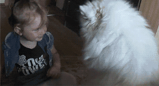 狗狗的十种暴力示爱方式，哪种让你最感动？-3.gif