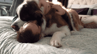 狗狗的十种暴力示爱方式，哪种让你最感动？-6.gif