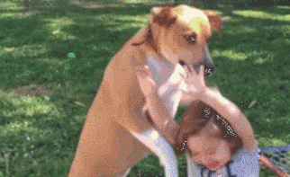 狗狗的十种暴力示爱方式，哪种让你最感动？-7.gif