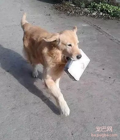 怀孕后婆婆坚决不让再养狗，但狗狗努力想和家人生活的举......-3.jpg