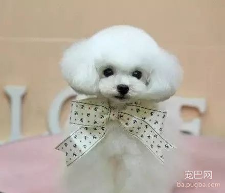 刚买的狗狗为什么容易生病？-2.jpeg