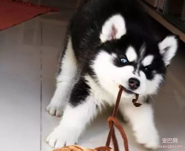 刚买的狗狗为什么容易生病？-1.jpeg