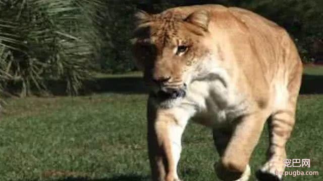 它才是猫科动物中体型最大的，即使是东北虎也要让它三分-1.jpeg