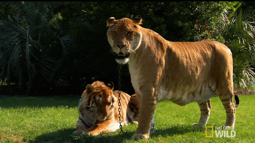 它才是猫科动物中体型最大的，即使是东北虎也要让它三分-3.gif