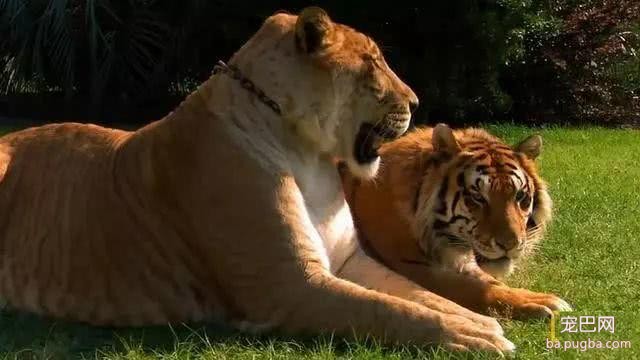 它才是猫科动物中体型最大的，即使是东北虎也要让它三分-2.jpeg