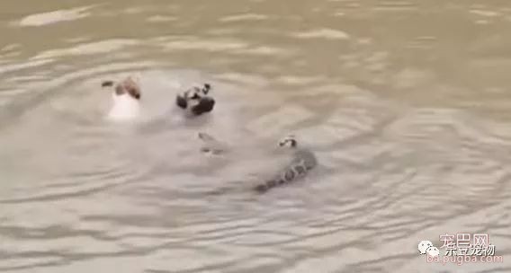一公一母两只狗狗大战蟒蛇，因蟒蛇咬死小奶狗！好激烈！-2.jpeg