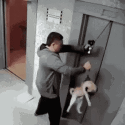 狗狗身边埋伏的隐形杀手，你都了解了吗？-2.gif