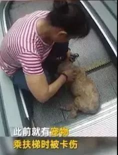 狗狗身边埋伏的隐形杀手，你都了解了吗？-3.jpeg