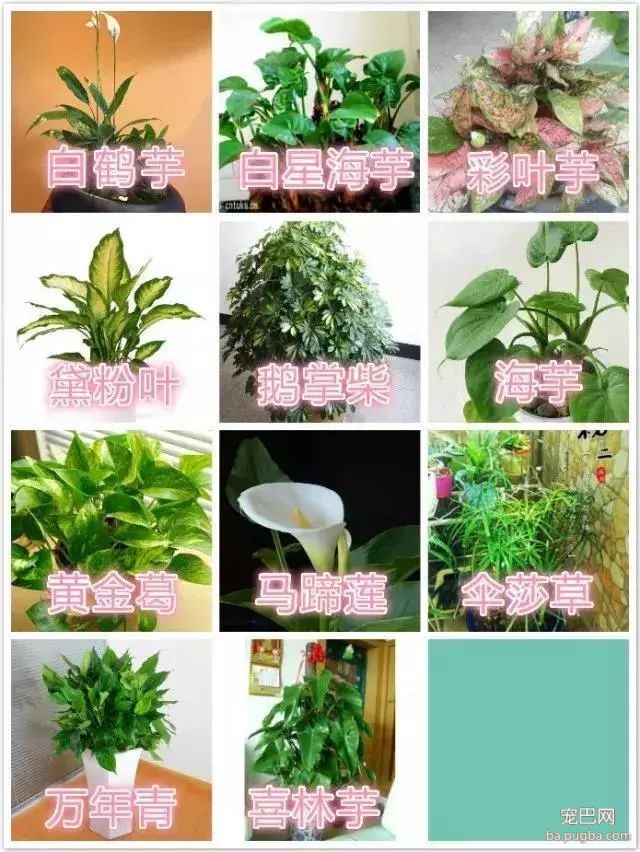 狗狗身边埋伏的隐形杀手，你都了解了吗？-13.jpeg