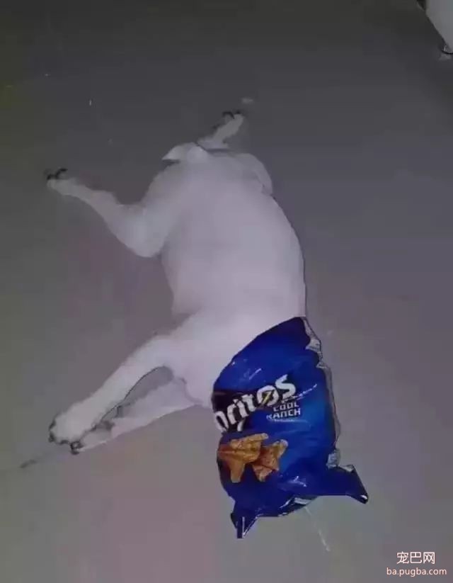 狗狗身边埋伏的隐形杀手，你都了解了吗？-8.jpeg