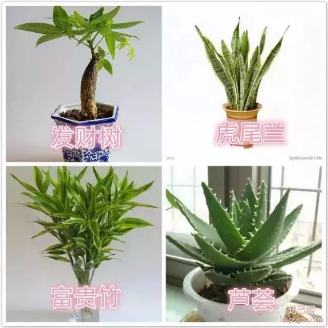 狗狗身边埋伏的隐形杀手，你都了解了吗？-14.jpeg