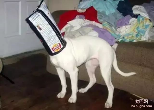狗狗身边埋伏的隐形杀手，你都了解了吗？-10.jpeg