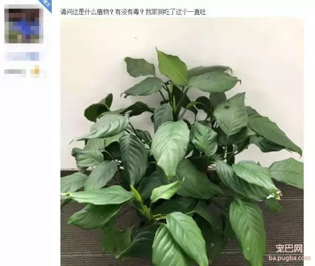 狗狗身边埋伏的隐形杀手，你都了解了吗？-12.jpeg