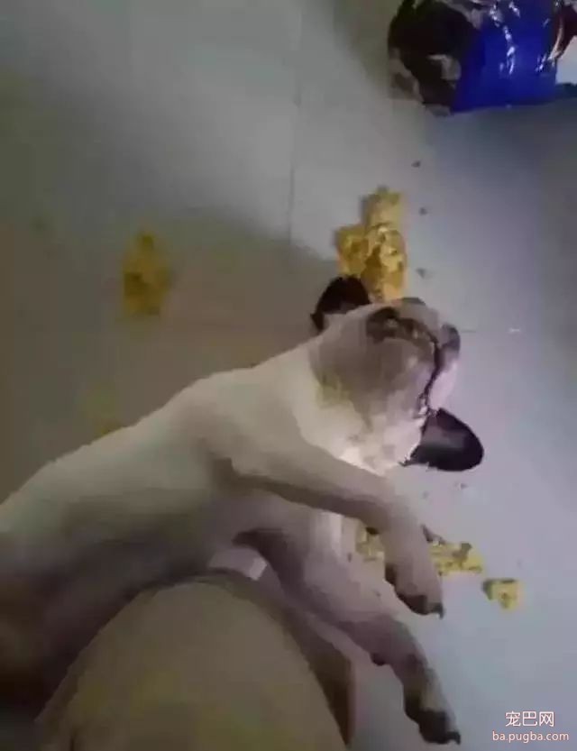 狗狗身边埋伏的隐形杀手，你都了解了吗？-9.jpeg