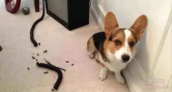狗狗身边埋伏的隐形杀手，你都了解了吗？-19.jpeg
