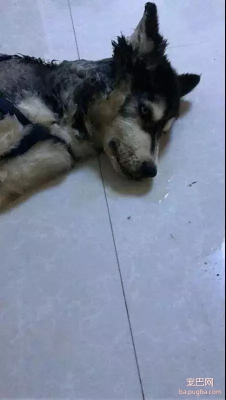 狗狗身边埋伏的隐形杀手，你都了解了吗？-17.jpeg