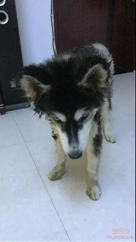 狗狗身边埋伏的隐形杀手，你都了解了吗？-18.jpeg
