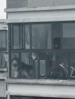 狗狗身边埋伏的隐形杀手，你都了解了吗？-20.gif