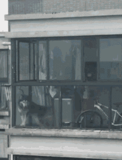 狗狗身边埋伏的隐形杀手，你都了解了吗？-21.gif