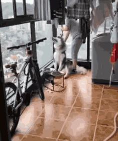 狗狗身边埋伏的隐形杀手，你都了解了吗？-22.gif