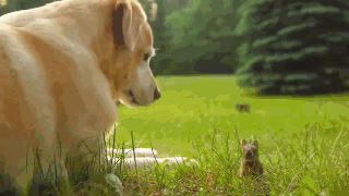 狗狗，生物界滴交际花！-2.gif