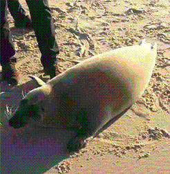 狗狗，生物界滴交际花！-3.gif