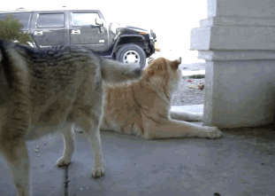 狗狗，生物界滴交际花！-7.gif