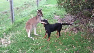 狗狗，生物界滴交际花！-6.gif