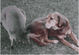 狗狗，生物界滴交际花！-5.gif