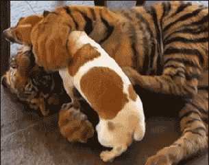 狗狗，生物界滴交际花！-8.gif