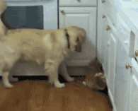 狗狗，生物界滴交际花！-10.gif