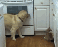 狗狗，生物界滴交际花！-9.gif