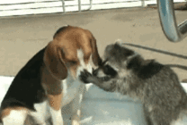 狗狗，生物界滴交际花！-13.gif