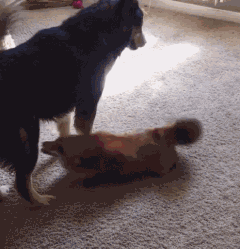 狗狗，生物界滴交际花！-14.gif