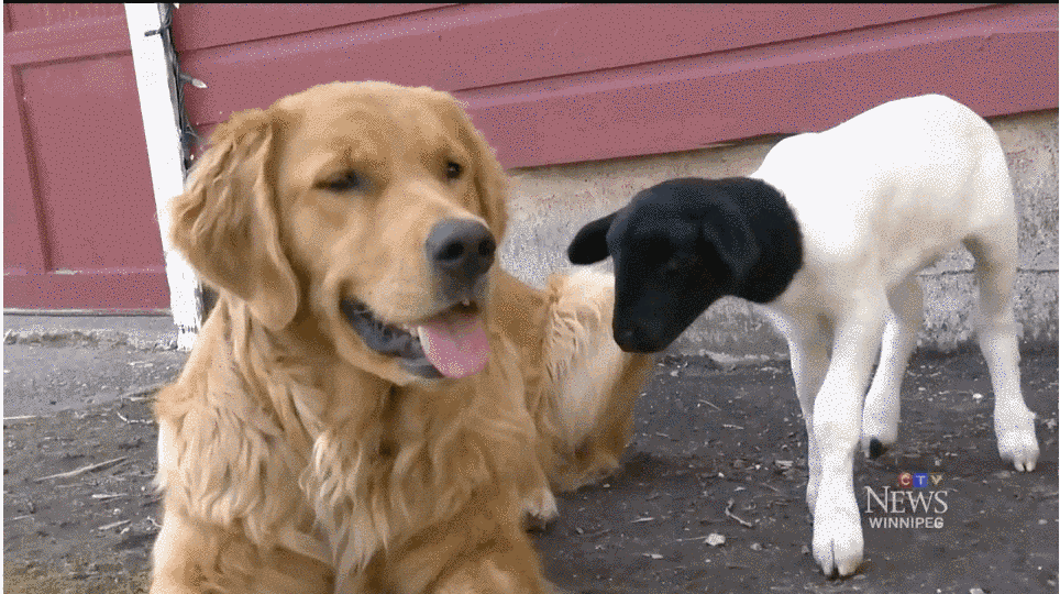 狗狗，生物界滴交际花！-17.gif