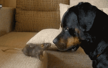 狗狗，生物界滴交际花！-16.gif